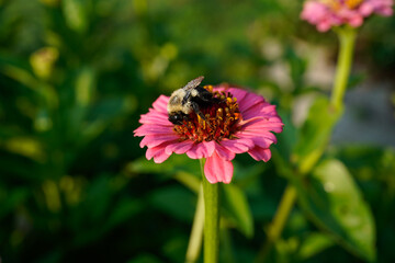 Small, pink zinnia flower with a bumblebee on top of it.