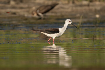 Black-winged Stilt - Himantopus himantopus wading gracefully in the shallow waters of the Danube Delta in Romania with reflection.