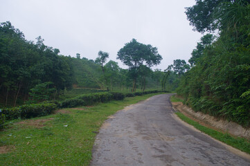 Fototapeta premium Road Through a Lush Green Landscape Nature Scene with Trees and a Cloudy Sky Peaceful and Scenic Landscape Photography