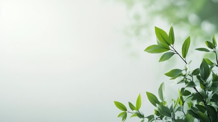 Fresh green leaves minimalist natural background