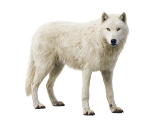 Majestic arctic wolf isolated on transparent background with pristine white fur close up