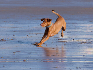 dog running on the beach
