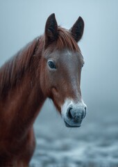 Naklejka premium Stunning horse photography capturing elegance, motion, and natural beauty.