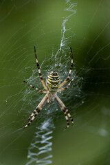 Wasp spider (Argiope bruennichi) -  Macro - Very Detailled