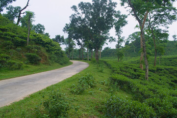 Winding Road Through a Lush Green Landscape Nature Photography Scenic View Natural Beauty Serene Environment Peaceful Atmosphere