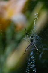 Wasp spider (Argiope bruennichi) -  Macro - silk web structure
