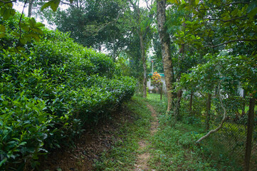 Fototapeta premium Lush Green Path Through Dense Forest Landscape Nature Photography Style