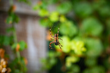A detailed view of a spider suspended in its web, showcasing its patterned body and legs. The blurred background includes green foliage and a brick structure.