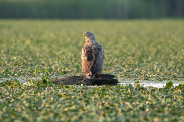 Majestic White-tailed Eagle - Haliaeetus albicilla perched on floating log in the Danube Delta in Romania. Surrounded by dense green aquatic vegetation.