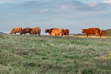 Scenic view of Highland cows with curved horns and reddish coats walking and grazing in open pasture, symbol of sustainable agriculture and organic farming in countryside, traditional cattle breed pho