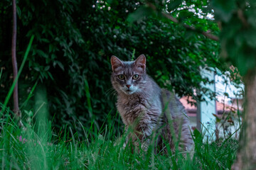Tabby Cat Sitting in Green Grass with Foliage Background During Golden Hour