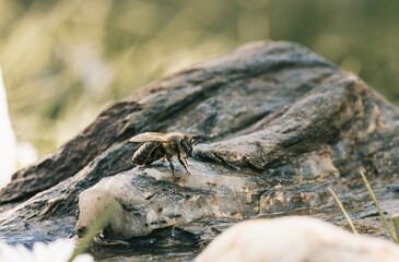 A close-up shows a bee perched on a weathered rock, seemingly catching its breath before venturing back into the bustling world. Light dances off wet stone