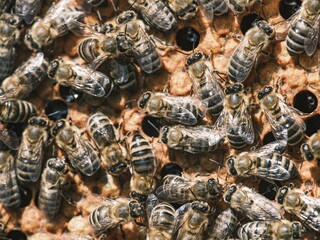 A swarm of bees cluster on golden honeycomb. The hard working insects collect and create, anticipating winter's frost in a Northern Europe apiary, for an immersive virtual reality nature experience