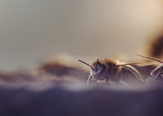 Macro view reveals a honeybee navigating through an evocative seasonal setting. The fuzzy insect seems to be experiencing a unique moment in the changing environment
