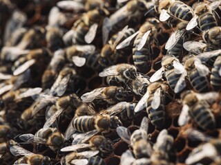 A macro perspective reveals the bustling life inside a bee colony. Workers cluster together on the honeycomb, creating a sense of warmth and collective activity