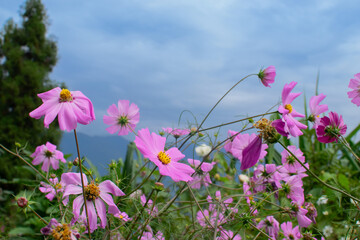 Fototapeta premium Pink Cosmos Flower, Cosmos bipinnatus, Garden cosmos or Mexican Aster, at Borong Village in Borong, Sikkim , India. Blue Kanchenjunga mountain range. Scenic view of great Himalaya, India.