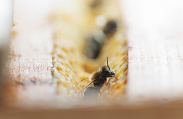 A macro view into a bee hive, capturing honey bee activity up close, and providing a portal for immersive seasonal nature exploration and virtual reality experiences