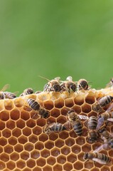 Bees actively move over and around the wax honeycomb cells, filling the structures with honey. This captures the hive's industriousness and its natural geometry