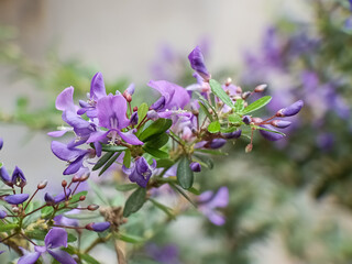 Fototapeta premium A close-up shot of a plant with bright purple flowers and small green leaves.