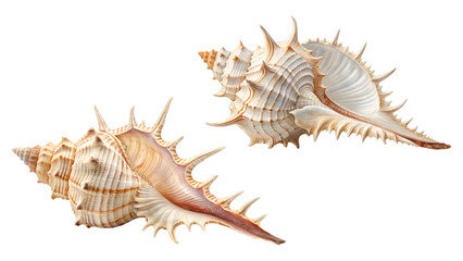 sea shells , two murex seashell collection isolated on transparent background