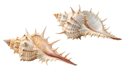 sea shells , two murex seashell collection isolated on transparent background