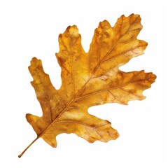 Fototapeta premium Golden autumn oak leaf isolated