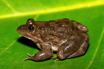 A beautiful Cape River Frog (Amietia fuscigula) near a stream on a warm evening in the Western Cape, South Africa