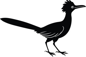roadrunner bird isolated silhouette vector