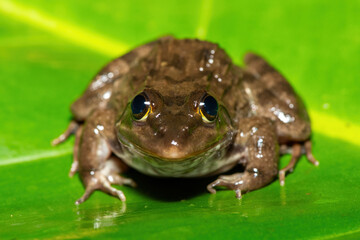 A beautiful Cape River Frog (Amietia fuscigula) near a stream on a warm evening in the Western Cape, South Africa