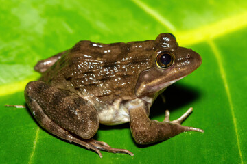 A beautiful Cape River Frog (Amietia fuscigula) near a stream on a warm evening in the Western Cape, South Africa