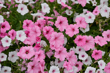 Petunia, namely surfinia. Petunias mixed colors in the garden. Colorful common garden petunias. Petunias floral background