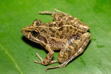 A beautiful Clicking Stream Frog, also known as a Gray’s Stream Frog or Spotted Stream Frog (Strongylopus grayii), in the fynbos in Western Cape, South Africa