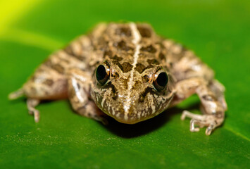 A beautiful Clicking Stream Frog, also known as a Gray’s Stream Frog or Spotted Stream Frog (Strongylopus grayii), in the fynbos in Western Cape, South Africa