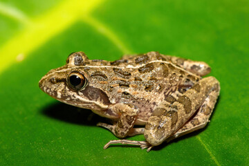 A beautiful Clicking Stream Frog, also known as a Gray’s Stream Frog or Spotted Stream Frog (Strongylopus grayii), in the fynbos in Western Cape, South Africa