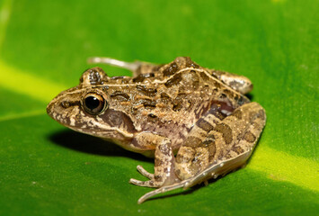 Fototapeta premium A beautiful Clicking Stream Frog, also known as a Gray’s Stream Frog or Spotted Stream Frog (Strongylopus grayii), in the fynbos in Western Cape, South Africa
