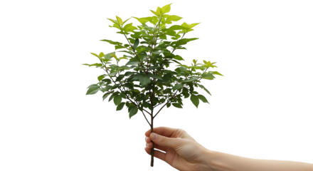 Hand holding small tree against black background png, transparent, white background, ai generated, 