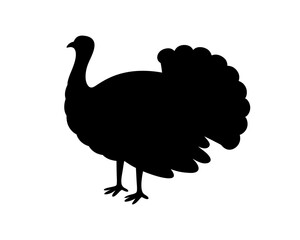 Silhouette of a Thanksgiving Turkey on a White Background for Celebrations