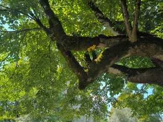 Green leafy tree