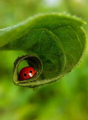 Macro photo of ladybugs curled up inside a tightly rolled green leaf.