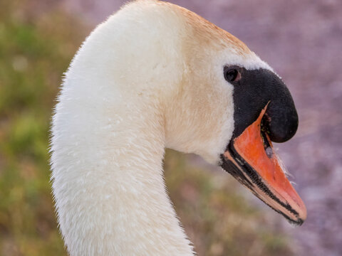 Close-up of a Mute Swan&rsquo;s Head