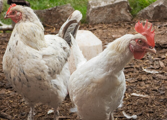 Free-Range Chickens in Farmyard