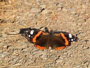 Close-Up of Red Admiral Butterfly with Open Wings
