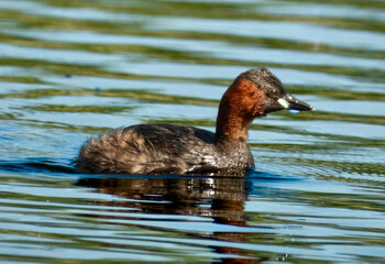 Close-Up of Little Grebe in Breeding Plumage