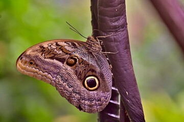Giant Owl butterfly, Caligo eurilochus