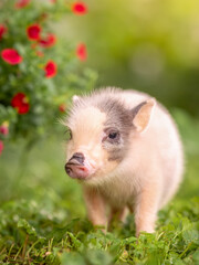Fototapeta premium Small gray piglet minipig in the garden next to flowers.