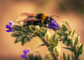 bee on a flower