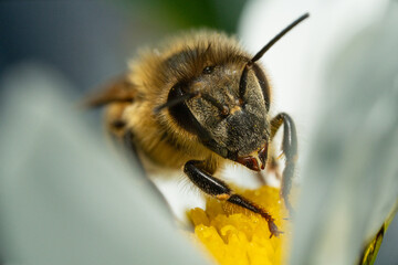 Ultra macro portrait of a bee on a white bloom
