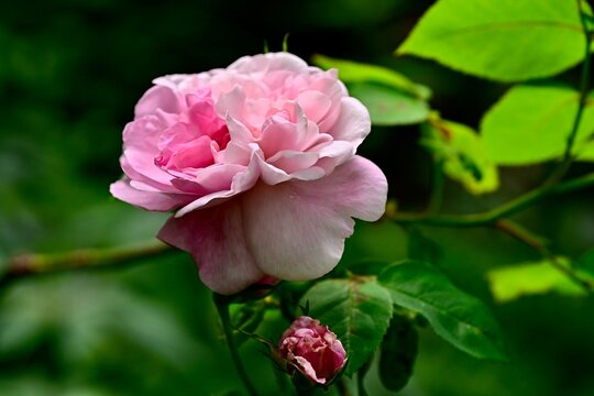 Rosa centifolia "Fantin Latour'
