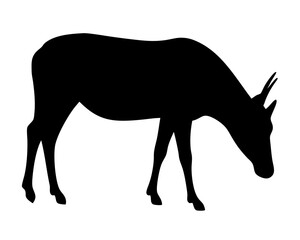 Obraz premium Black silhouette of an oryx, a desert antelope, grazing the grass