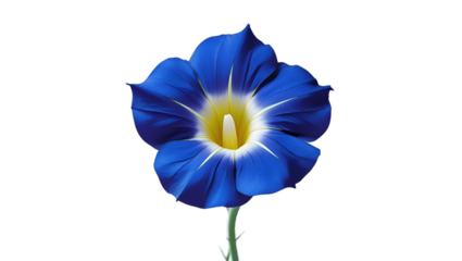 Single morning glory isolated on white background